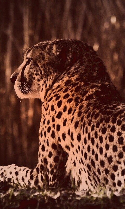 Гепард обои