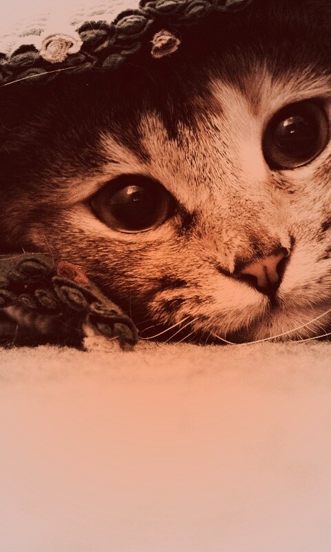 Кот под ковриком обои