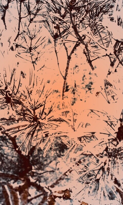 Фото сосны обои