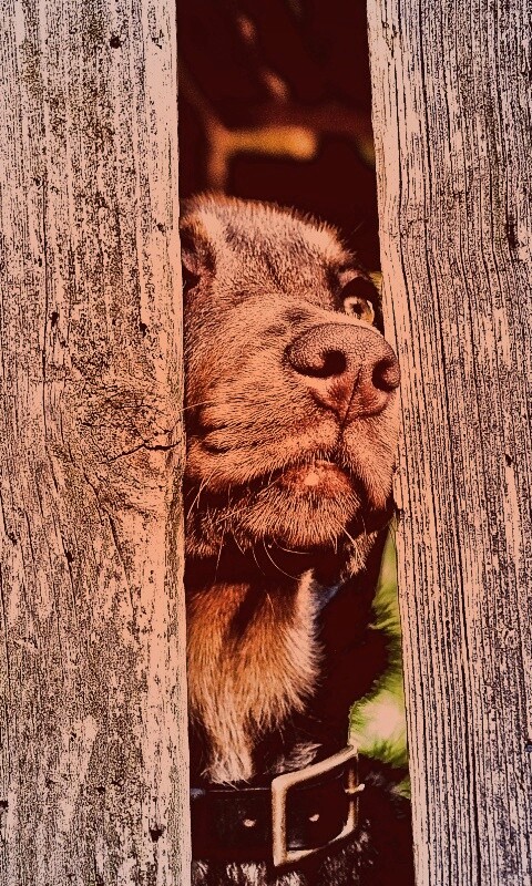 Собака выглядывает из-за забора обои