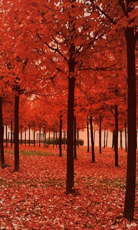 Скачать бесплатно осень обои