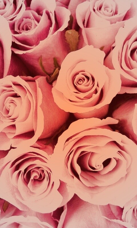 Букет роз обои