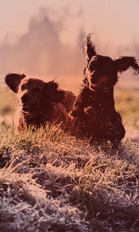 Весёлые таксы обои