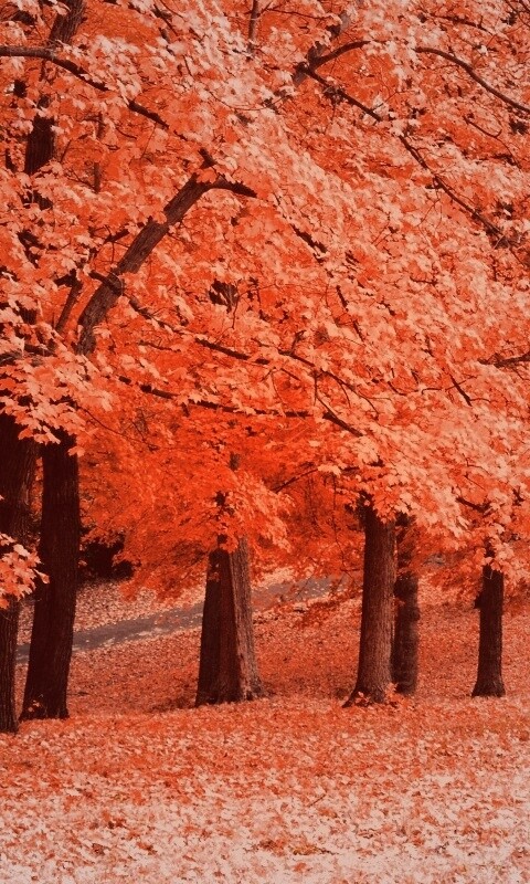 Парковая осень обои