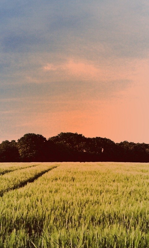 Следы колеи в поле обои