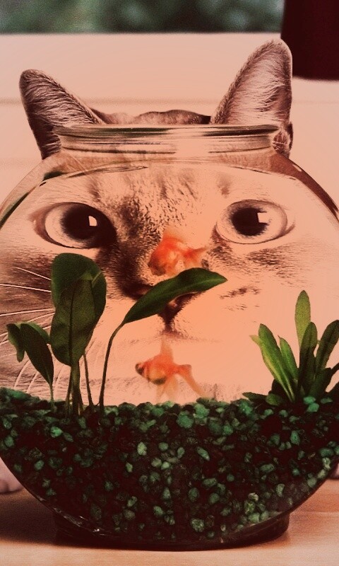 Сферический код за аквариумом обои