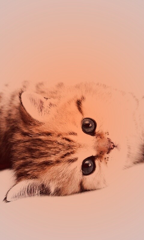 Рыжиый котенок с синим глазами обои