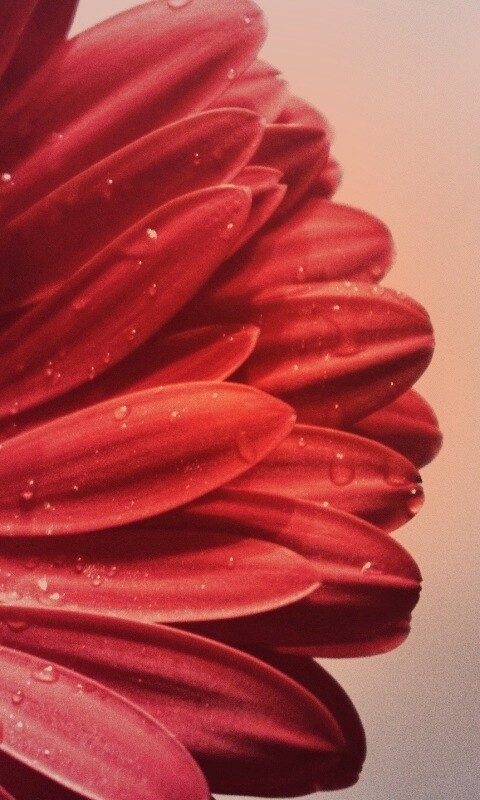 Красная гербера обои