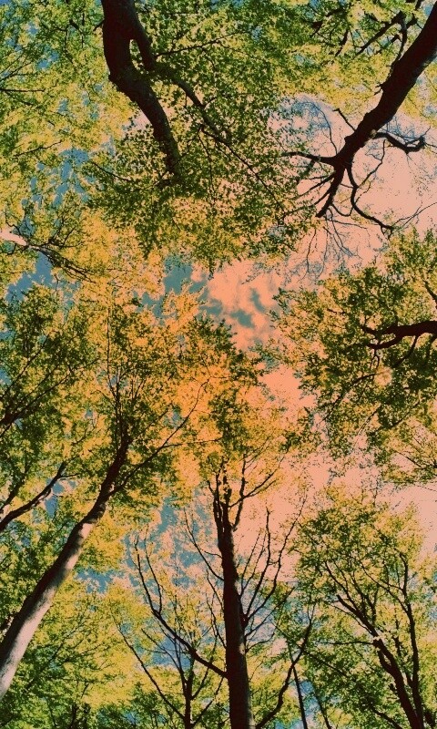 Кроны деревьев обои