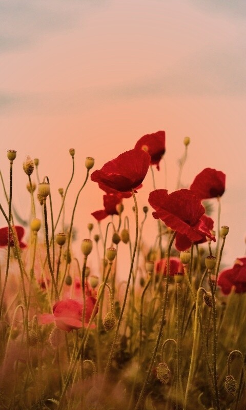 Цветущие маки обои