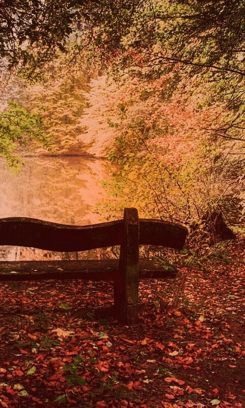 Скамейка в лесу обои