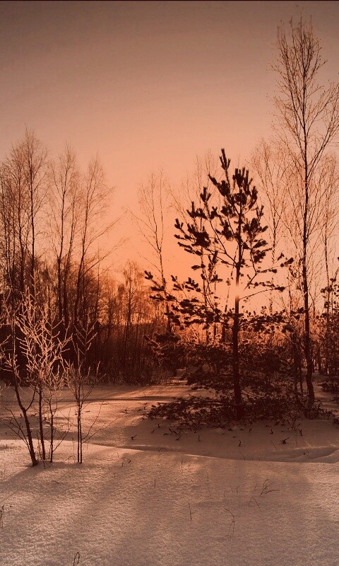 Зимний лес обои