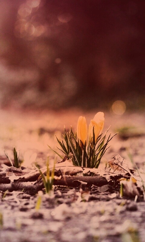 Весенняя трава и цветы обои