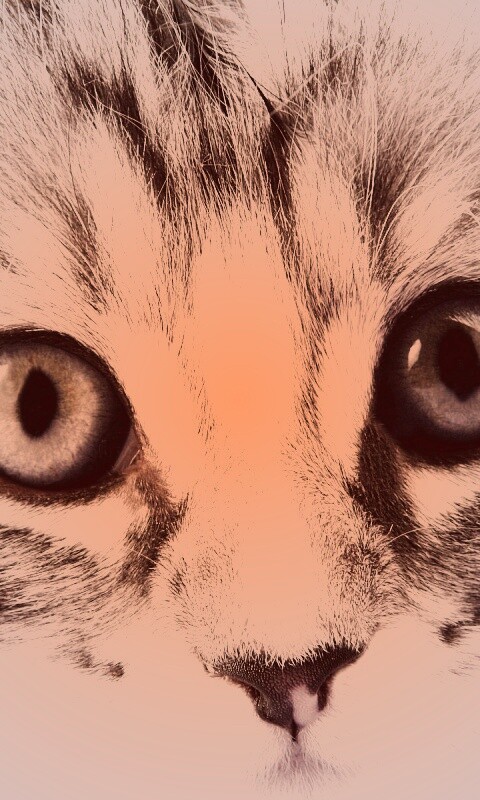 Пушистый котенок обои