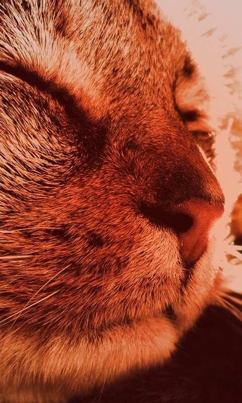 Спящий на солнце рыжий кот обои