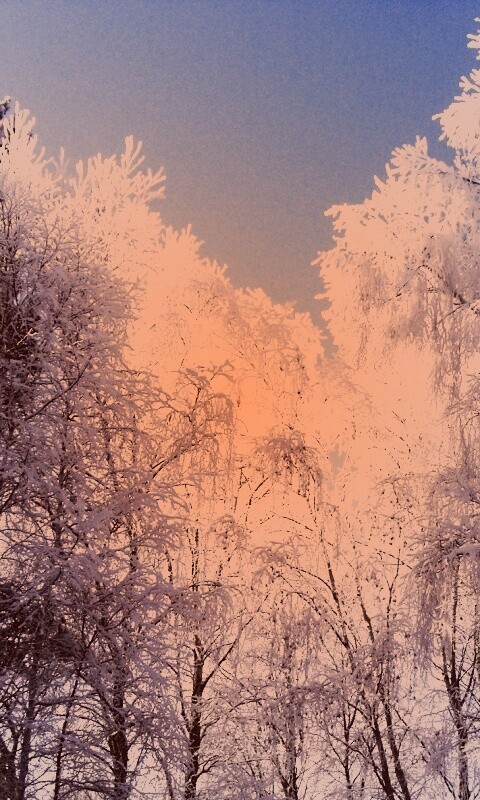 Замерзший лес обои