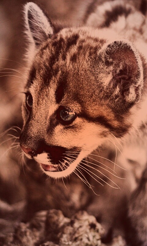 Котенок барса обои