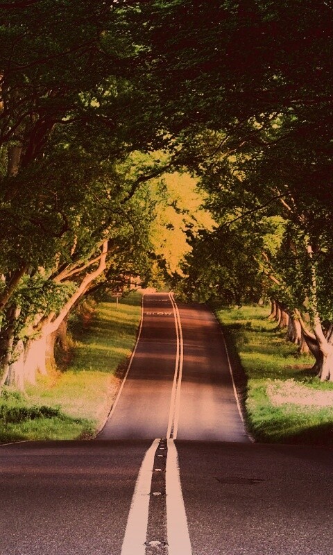 Дорога через лес обои