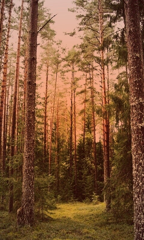 Лесная чаща обои