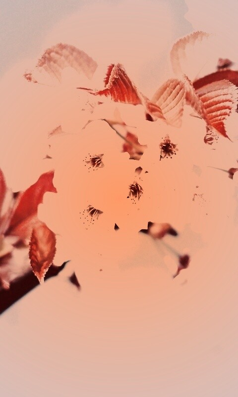 Белые цветы вишни обои