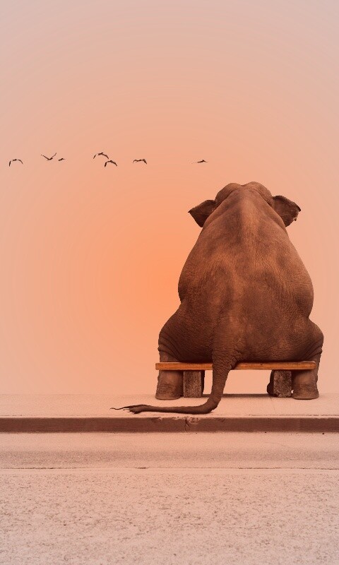 Слон на табуретке обои