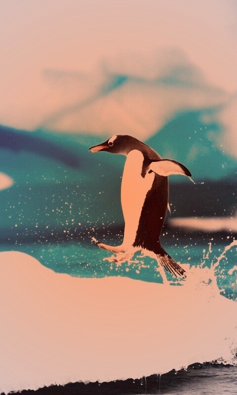 Пигвин запрыгивает на льдину обои
