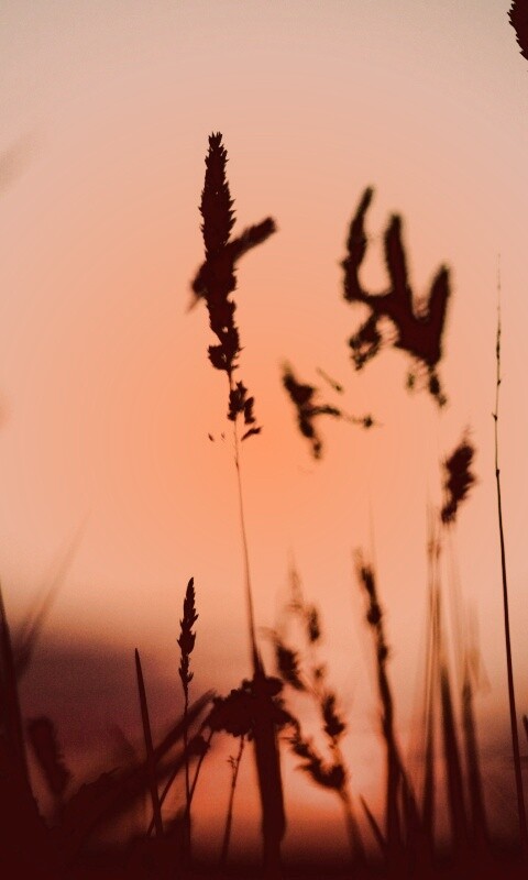 Дыхание природы обои