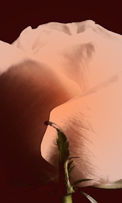 Бутон белой розы обои