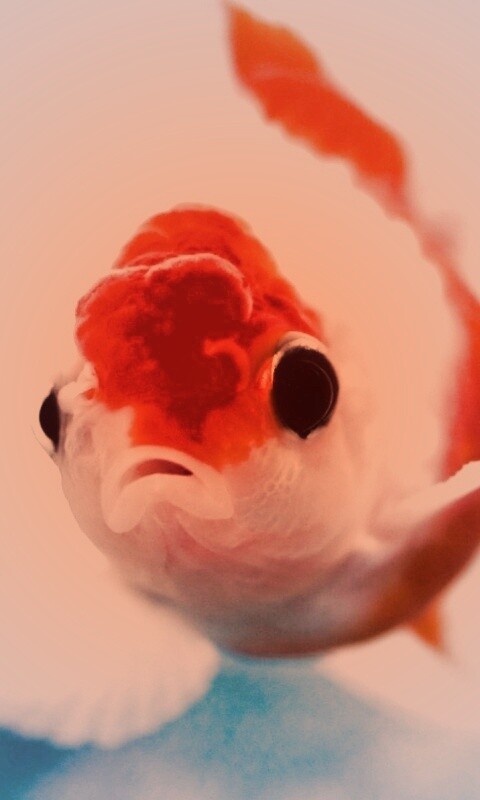 Аквариумная золотая рыбка обои