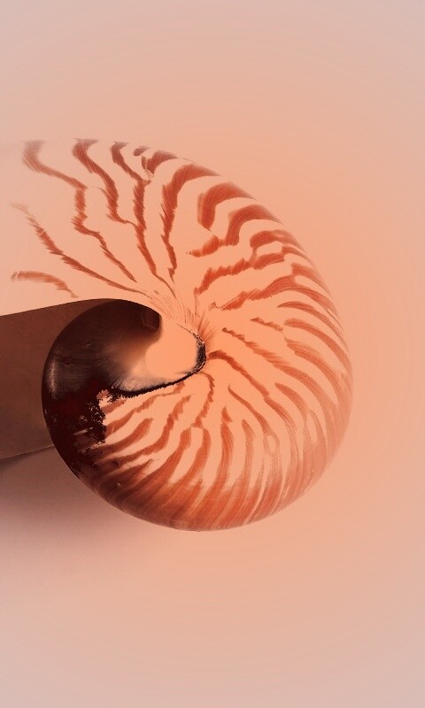 Ракушка в полоску обои