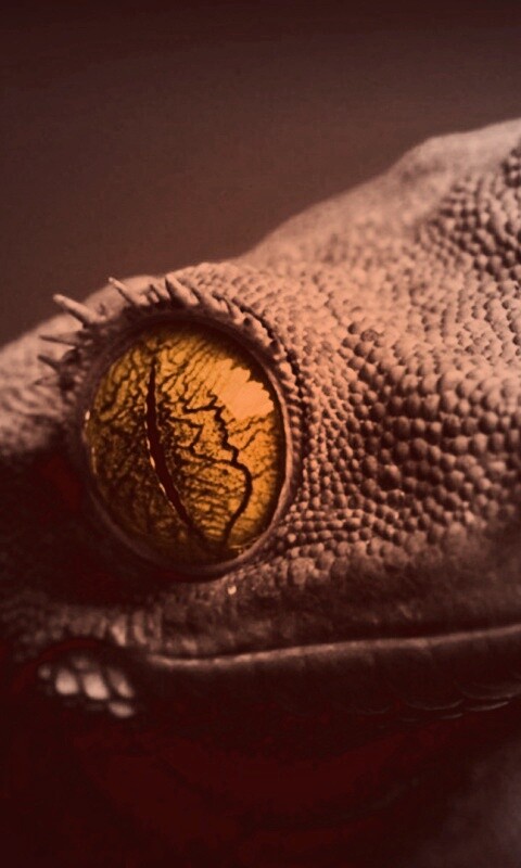 Ящерка обои