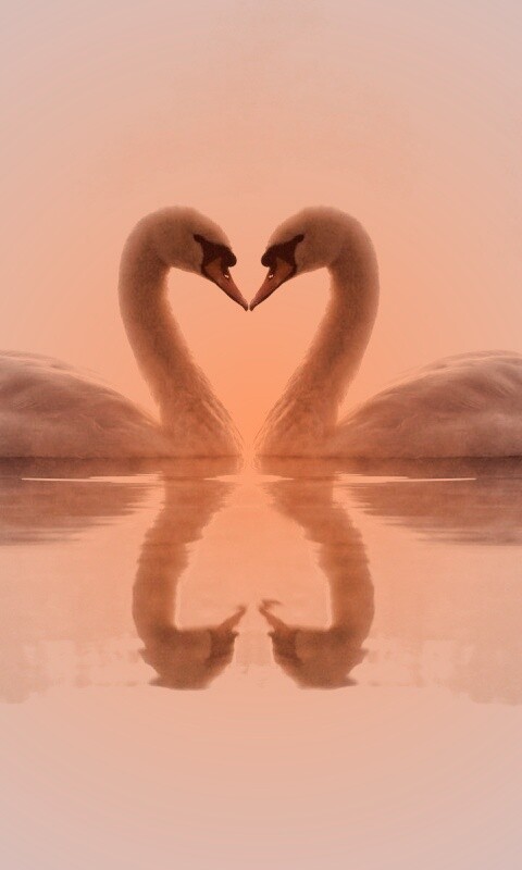 Влюблённые лебеди обои