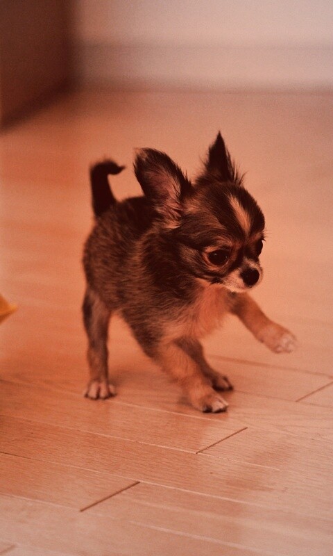 Щёнок той терьера обои