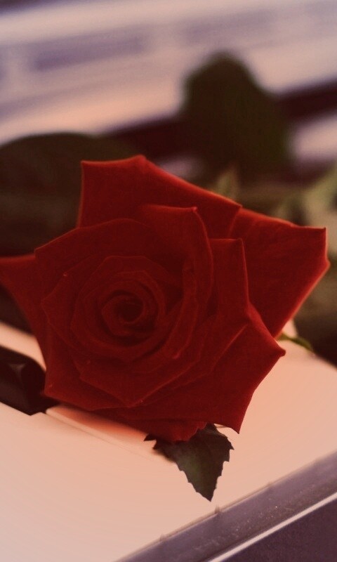 Роза на клавишах пианино обои