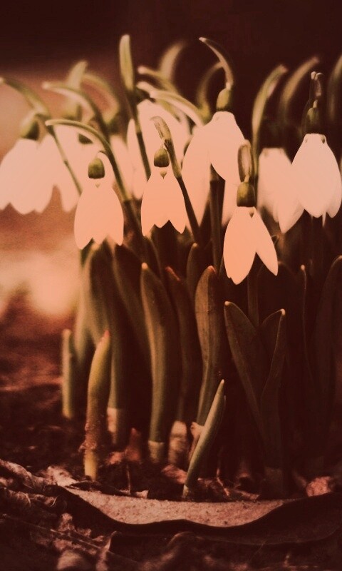 Подснежники - весенние цветы обои