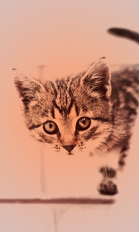 Коётнок выглядвает обои