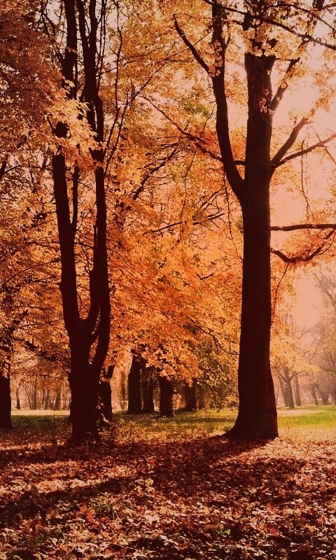 Осенний листопад в парке обои