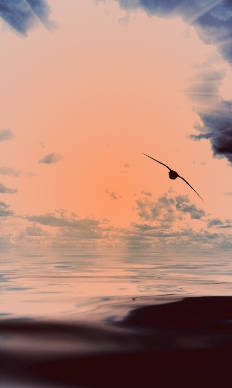 Лети как птица над волнами обои