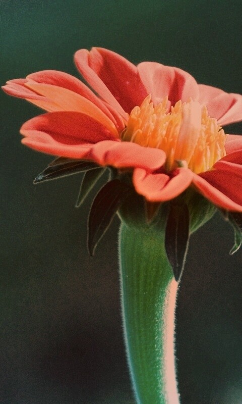 Красивый красный цветок обои