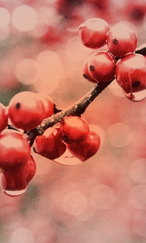 Капли росы на ягодах рябины обои