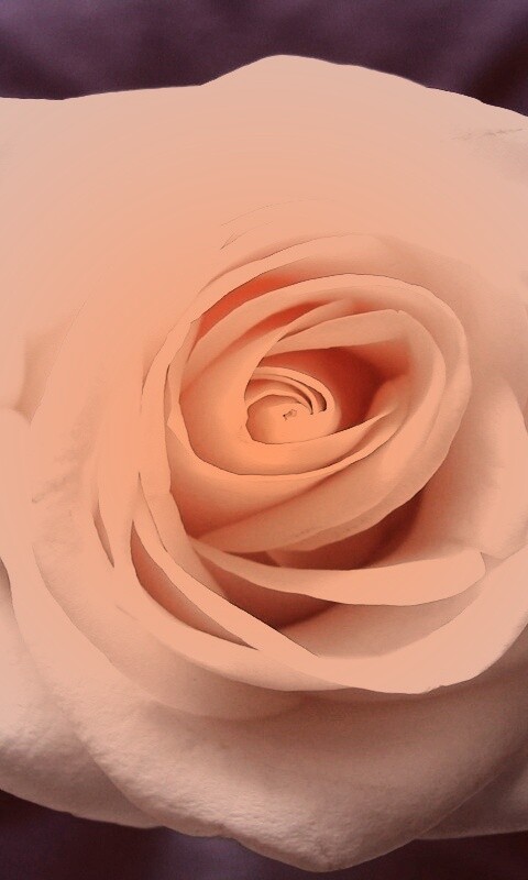 Белая роза на синей ткани обои