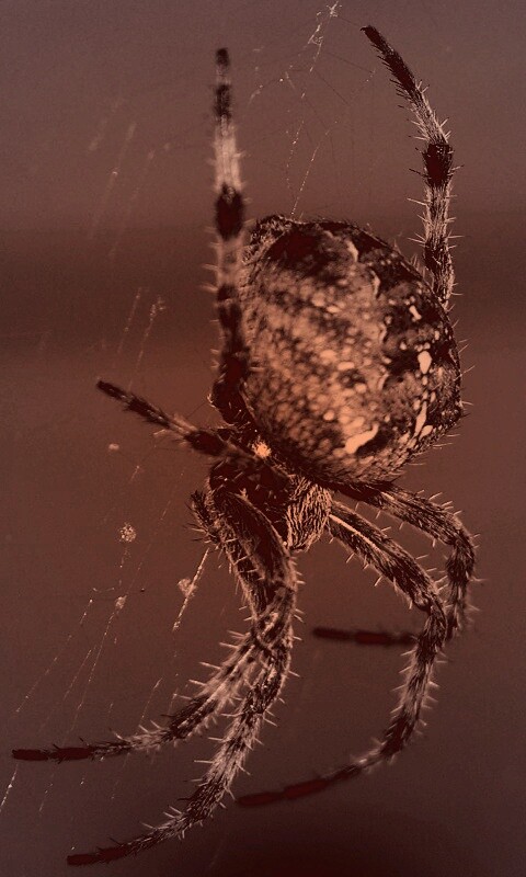 Паук обои