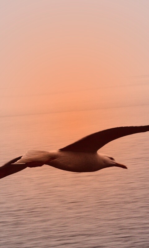 Чайка в полете обои