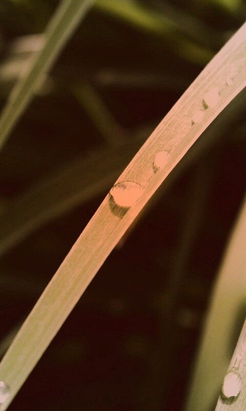 Капли росы на траве обои