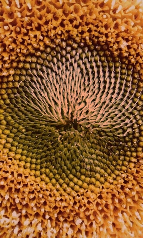 Недозревший подсолнух обои