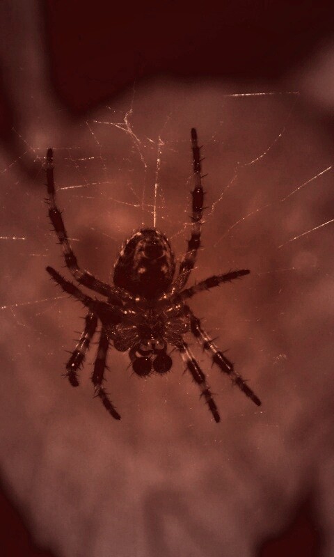 Паук на паутине обои