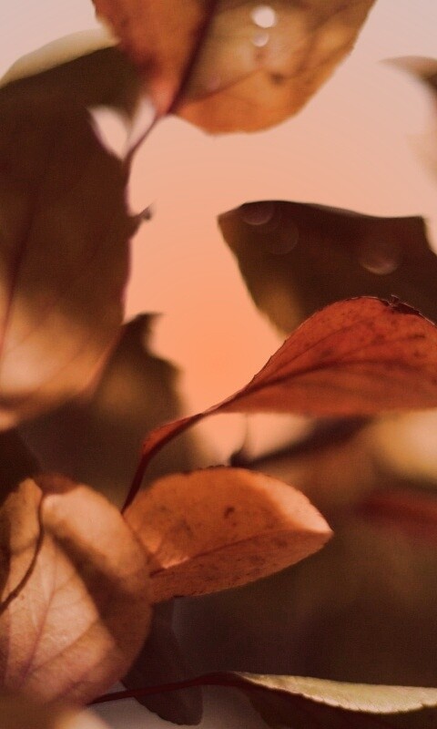 Увядающие листья обои