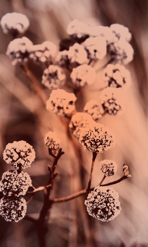 Ледяные цветы обои