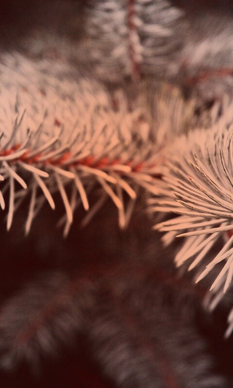 Ветки голубой ели обои