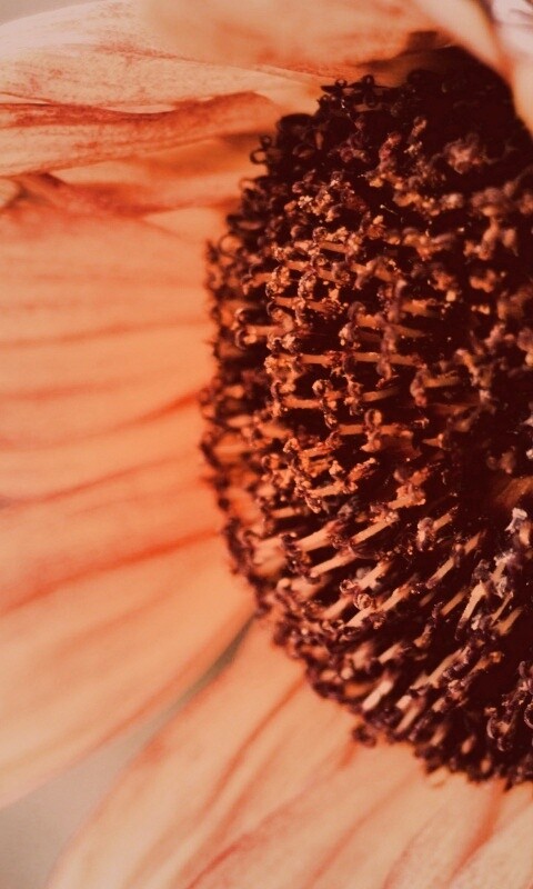 Подсолхну осенью обои